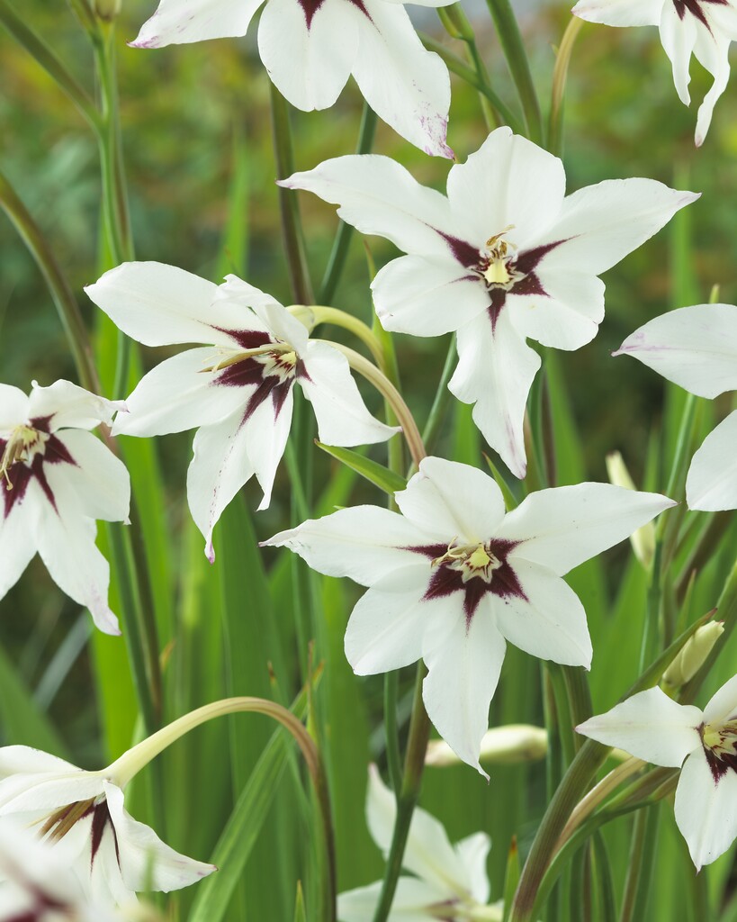Gladiolus Callianthus Murielae 10-pakning